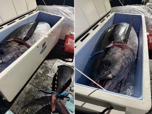 P.10 FMSマグロシリーズ（最強ラーク＆ICEY-TEK大型アイスボックス）